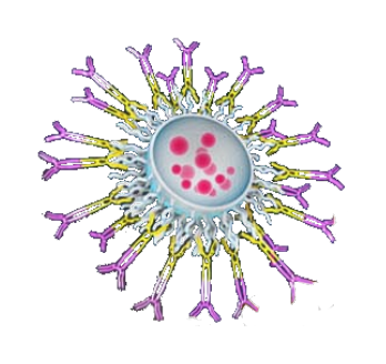Antibody-coated EDV nanocell
