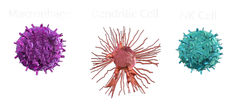 Macrophage, dendritic cell and NK cell