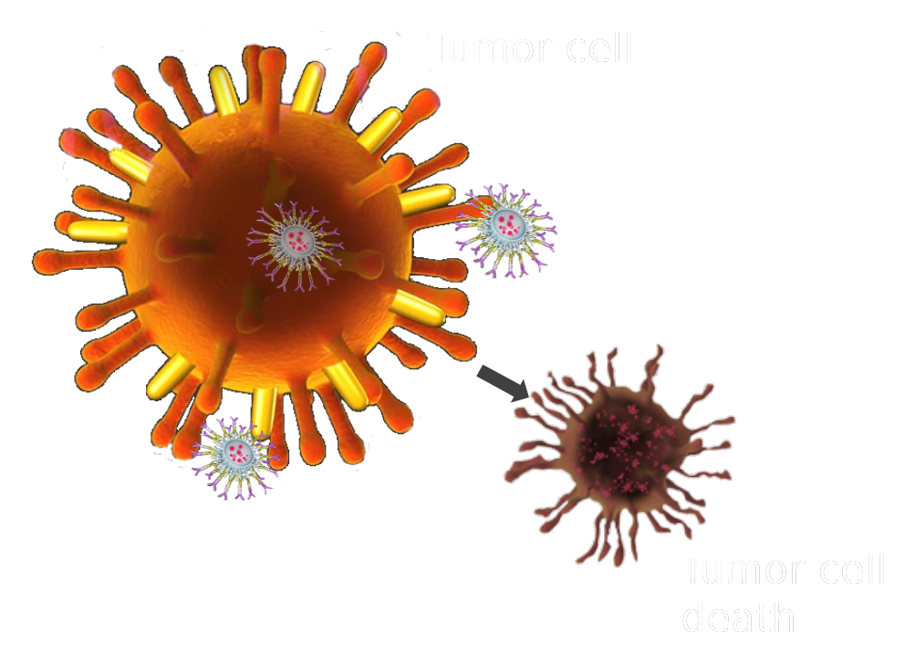 Tumour cell killed by an EDV payload