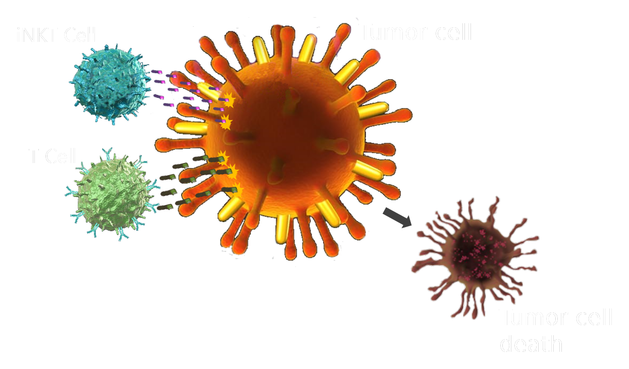 T cells and iNKT cells attacking a tumour cell