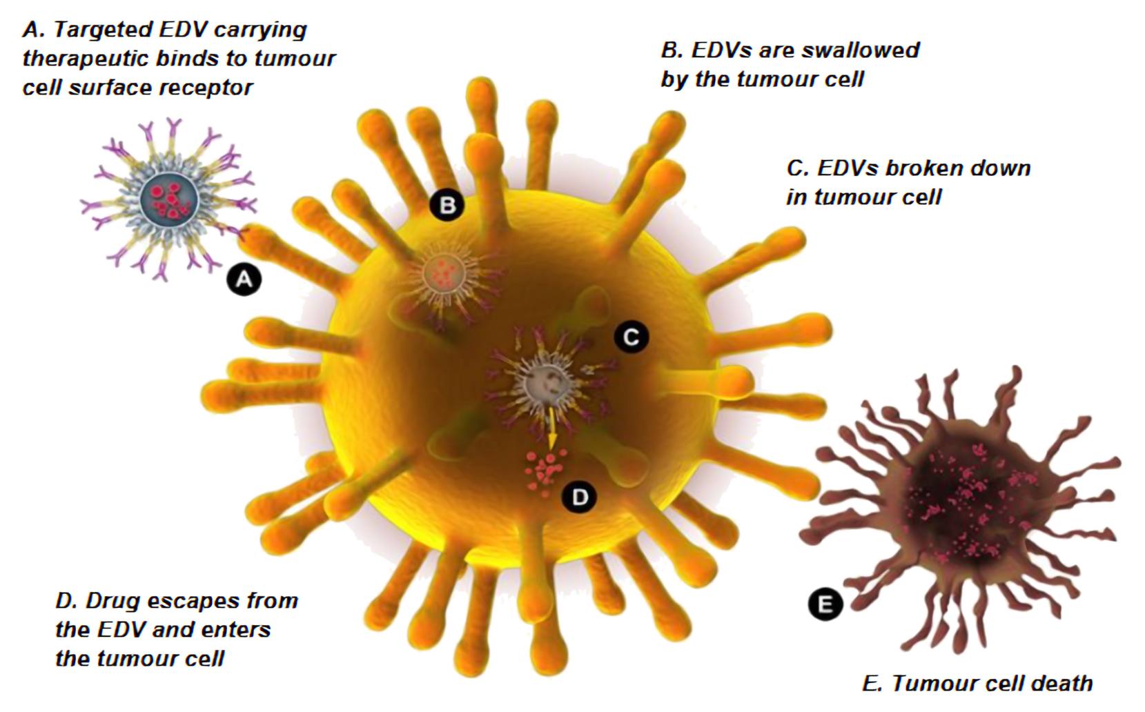 EDV active targeting cycle: targeted binding, uptake, breakdown, drug release and tumour cell death