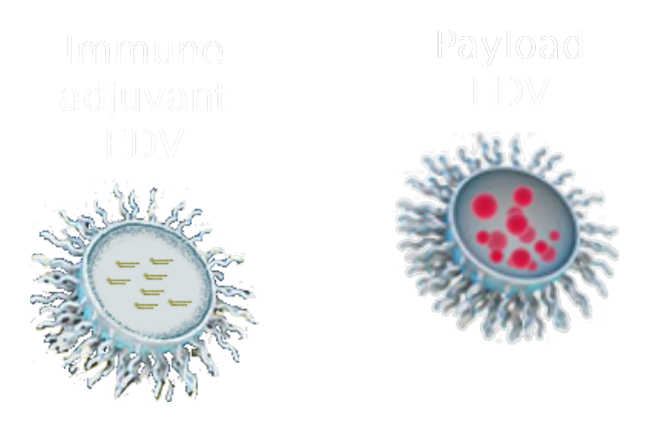 Immune adjuvant EDV and payload EDV