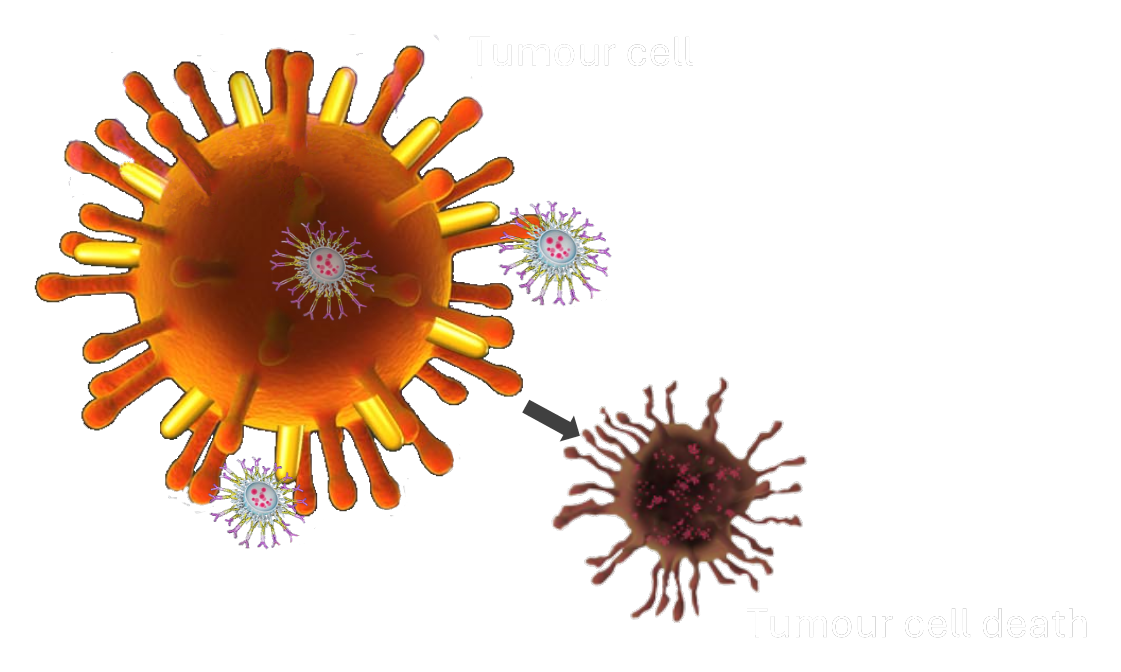 Tumour cell killed by an EDV payload