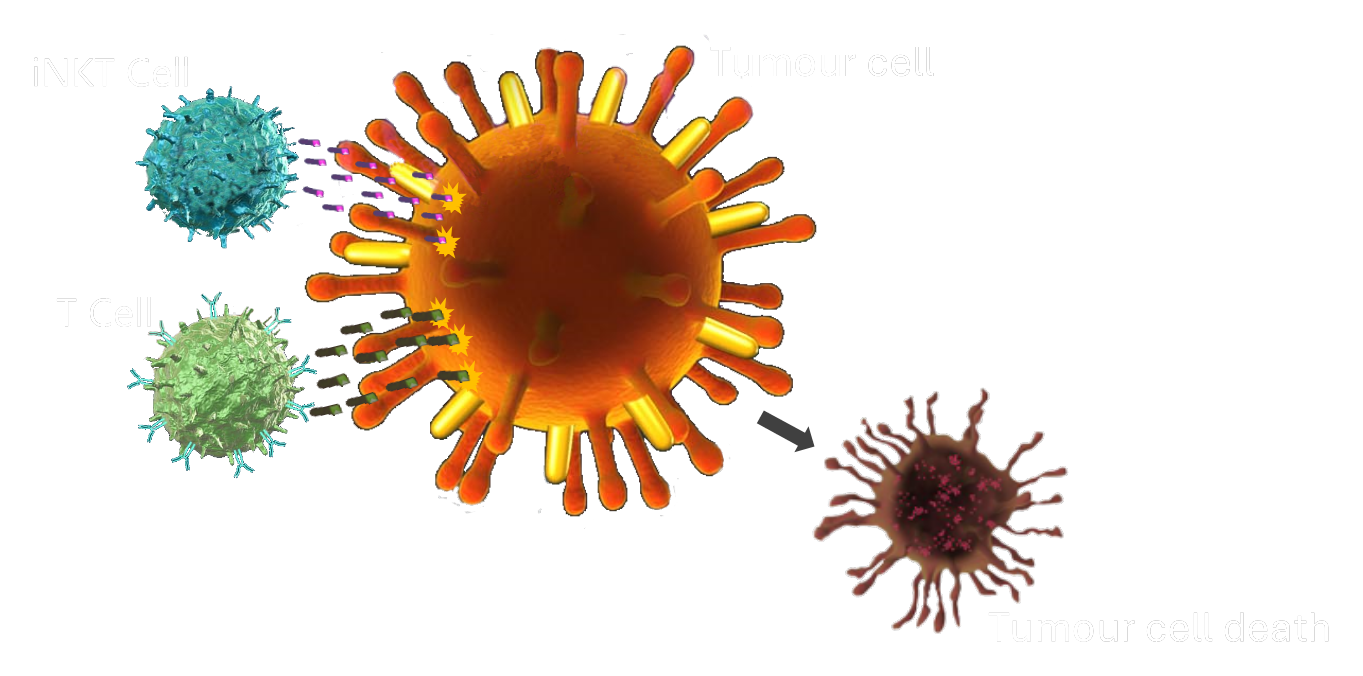T cells and iNKT cells attacking a tumour cell
