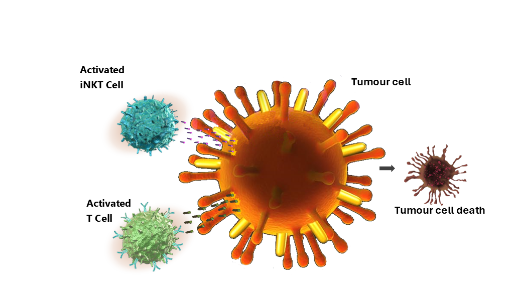 EDV nanocells activating iNKT and T cells leading to tumour cell death